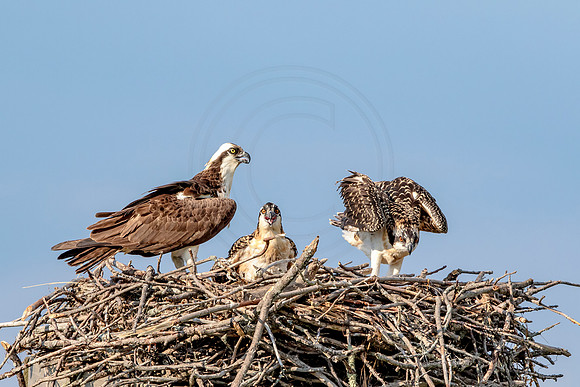 Osprey in Crown Point