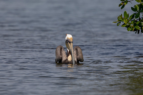 445 pelican (6F3A8833) April 15, 2021