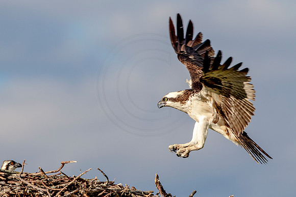 Osprey in Crown Point