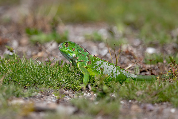 342 iguana (6F3A8292) April 15, 2021