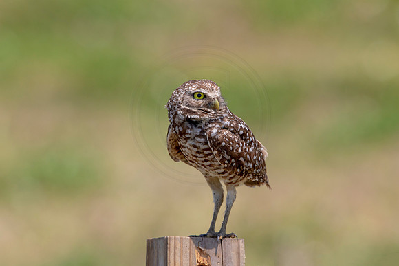 729 burrowing owl (6F3A1406) April 17, 2021