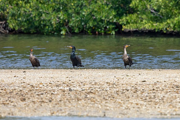 159 cormorants and anghina (6F3A6624) April 15, 2021