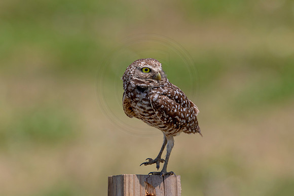 728 burrowing owl (6F3A1404) April 17, 2021