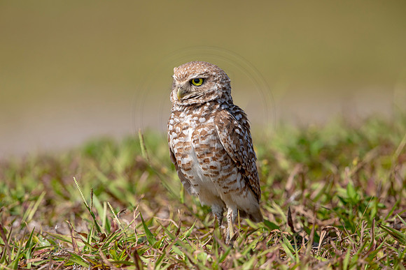 876 burrowing owl (6F3A2222) April 17, 2021