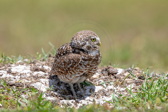761 burrowing owl (6F3A1579) April 17, 2021