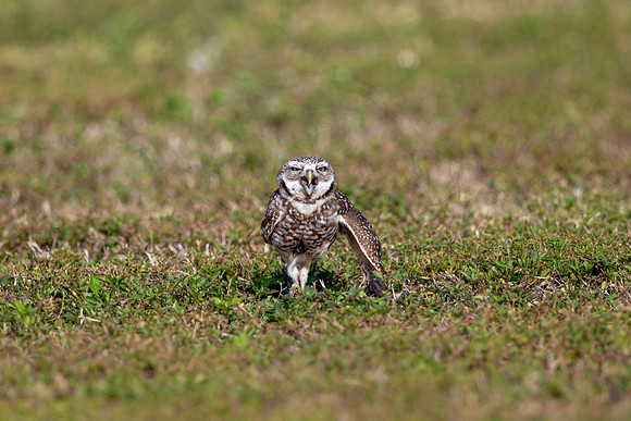 566 burrowing owl (6F3A0141) April 17, 2021