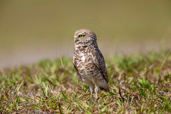 875 burrowing owl (6F3A2218) April 17, 2021