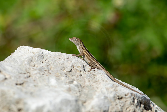 217 lizard (6F3A7030) April 15, 2021