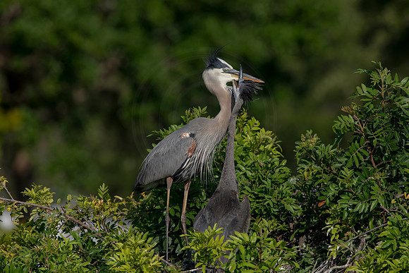 964 gbh (6F3A2860) April 18, 2021
