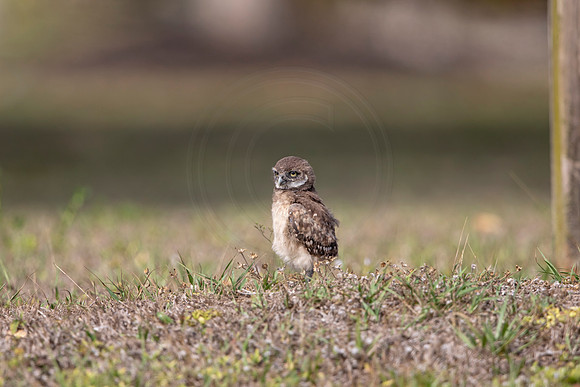 1255 burrowing owl (6F3A5977) April 18, 2021