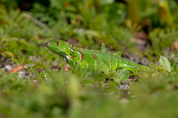 508 iguana (6F3A9129) April 15, 2021