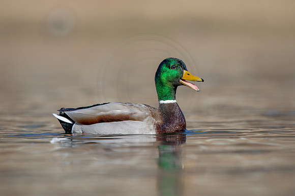318 mallard (AF3A4785) March 20, 2021