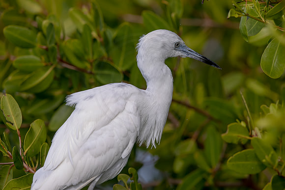 103 juvenile little blue heron (6F3A6218) April 15, 2021