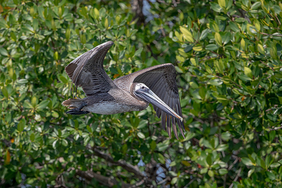 338 pelican (6F3A8279) April 15, 2021