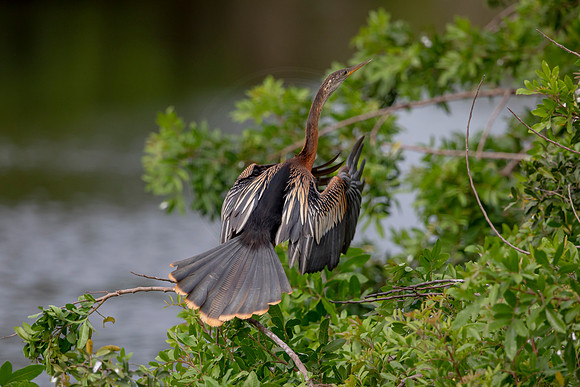 1130 anhinga (6F3A4293) April 18, 2021