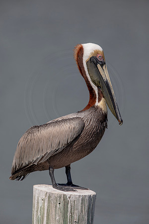 55 pelican (6F3A8664) April 15, 2021