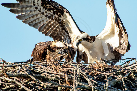 Osprey in Crown Point