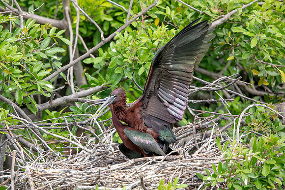1153 glossy ibis (6F3A4685) April 18, 2021