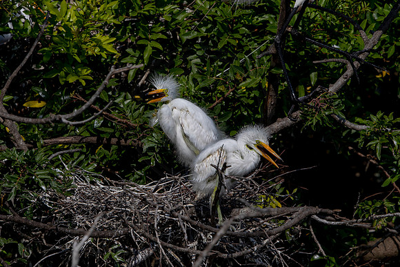 1096 egrets (6F3A4051) April 18, 2021