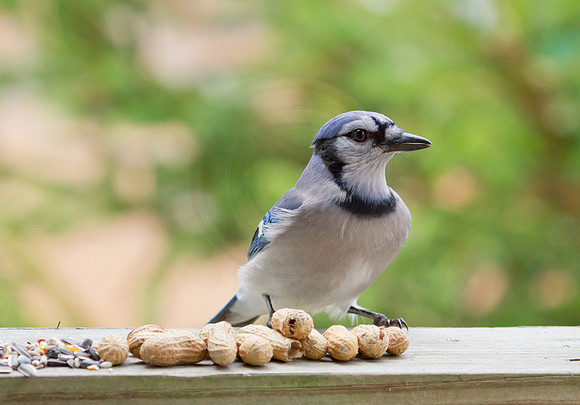 Blue Jay with peanuts