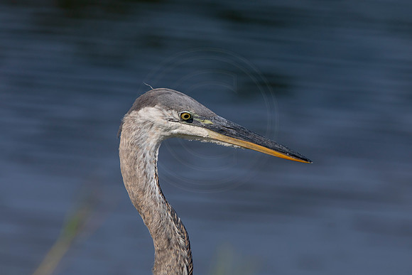 1082 gbh (6F3A3947) April 18, 2021
