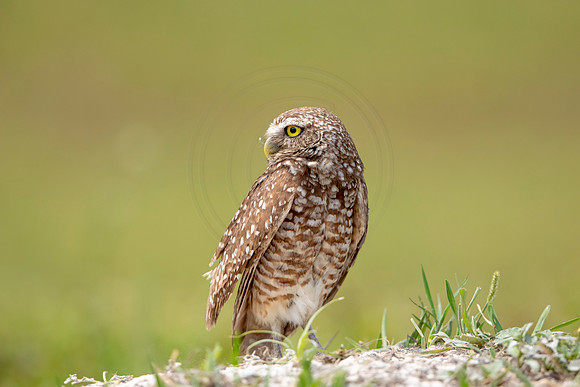 684 burrowing owl (6F3A1134) April 17, 2021