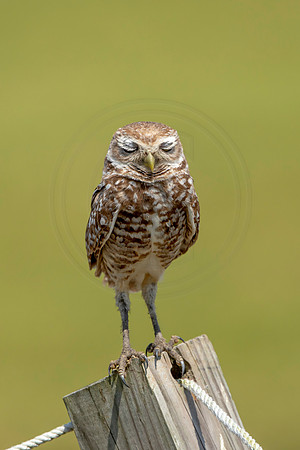 819 burrowing owl (6F3A1877) April 17, 2021