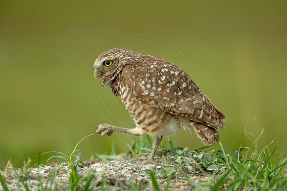 64 burrowing owl (6F3A0509) April 17, 2021