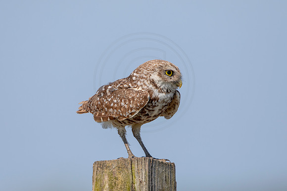 897 burrowing owl (6F3A2364) April 17, 2021