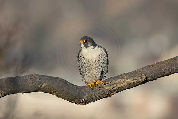 201 peregrine falcon (AF3A3264) March 7, 2021