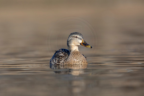 289 mallard (AF3A4539) March 20, 2021