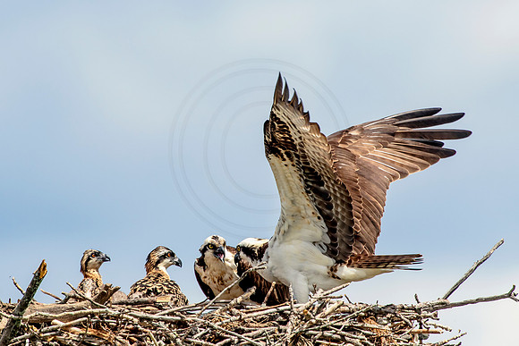 Osprey in Crown Point