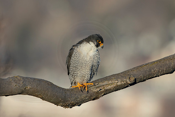 161 peregrine falcon (AF3A3079) March 7, 2021