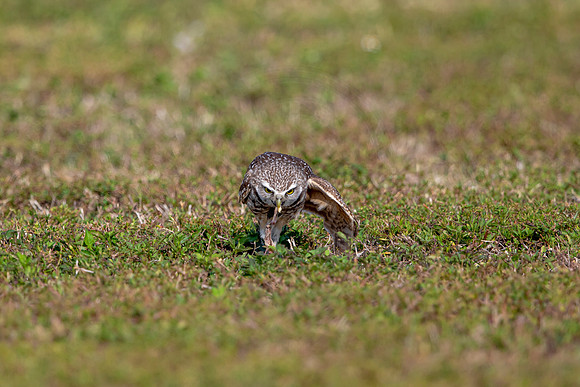 562 burrowing owl (6F3A0102) April 17, 2021