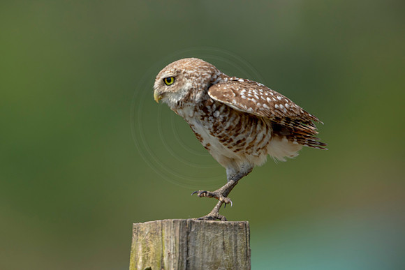 843 burrowing owl (6F3A2043) April 17, 2021