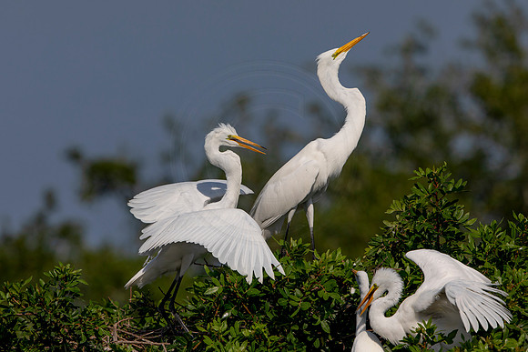 1041 egret (6F3A3505) April 18, 2021