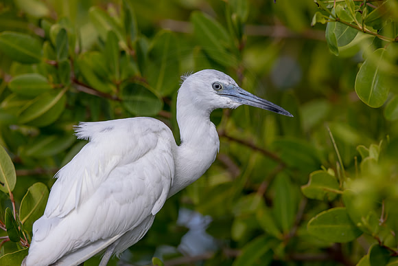 101 juvenile little blue heron (6F3A6216) April 15, 2021