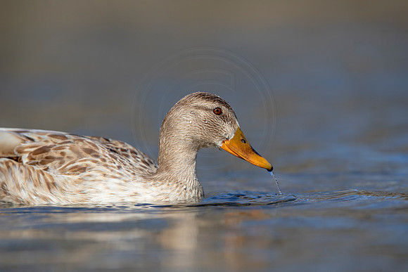324 mallard (AF3A4844) March 20, 2021