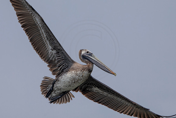 335 pelican (6F3A8259) April 15, 2021