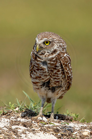 829 burrowing owl (6F3A1965) April 17, 2021