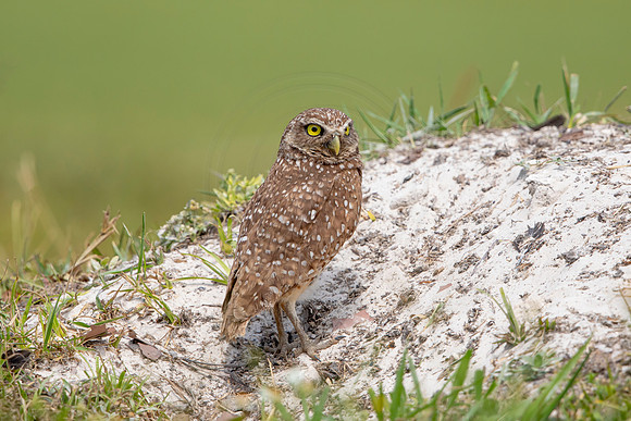 678 burrowing owl (6F3A1093) April 17, 2021