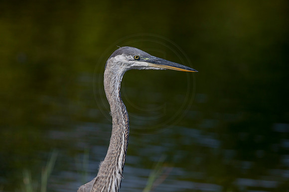 1085 gbh (6F3A3957) April 18, 2021