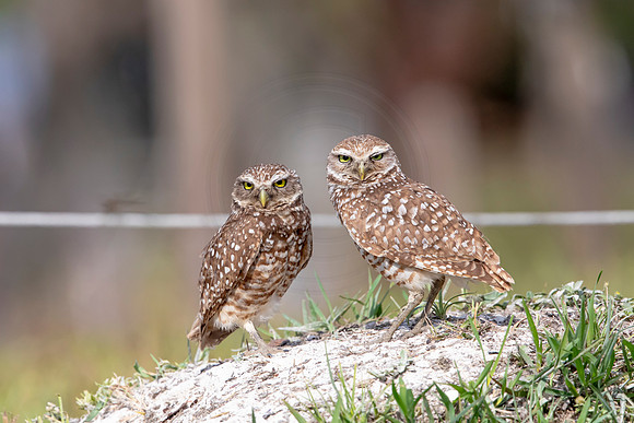 590 burrowing owl (6F3A0335) April 17, 2021