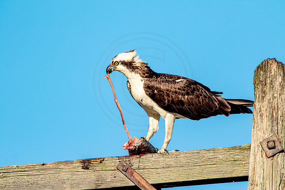 Osprey in Crown Point