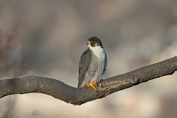 182 peregrine falcon (AF3A3172) March 7, 2021
