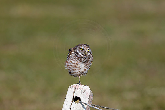 564 burrowing owl (6F3A0133) April 17, 2021