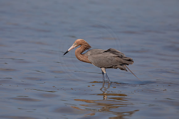 100 reddish egret (6F3A6148) April 15, 2021