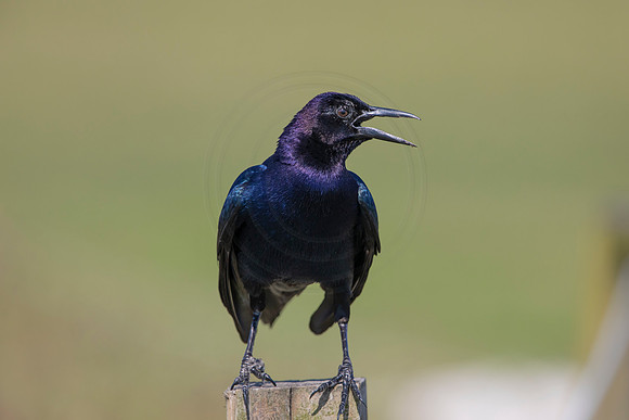 873 grackle (6F3A2199) April 17, 2021