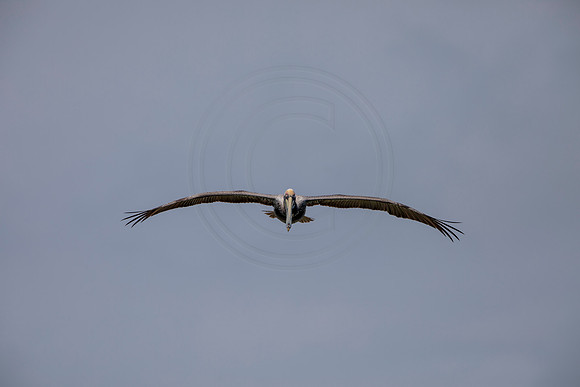 326 pelican (6F3A8210) April 15, 2021