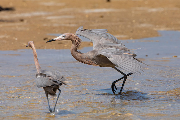 251 reddish egret (6F3A7292) April 15, 2021